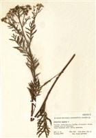 藏品(菊蒿)的圖片